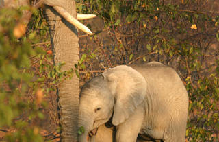 Etendeka Wildlife